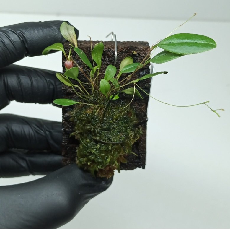 Lepanthes ophioglossa