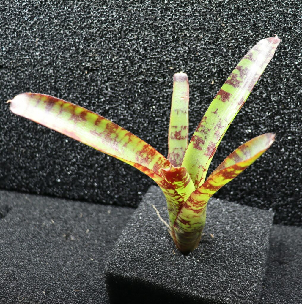 Neoregelia Guacamole