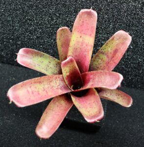 Neoregelia Fireball Spotted