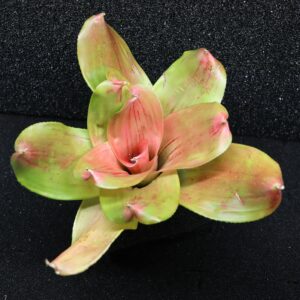 Neoregelia Ninja Compact