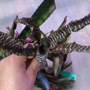 Cryptanthus Zonata