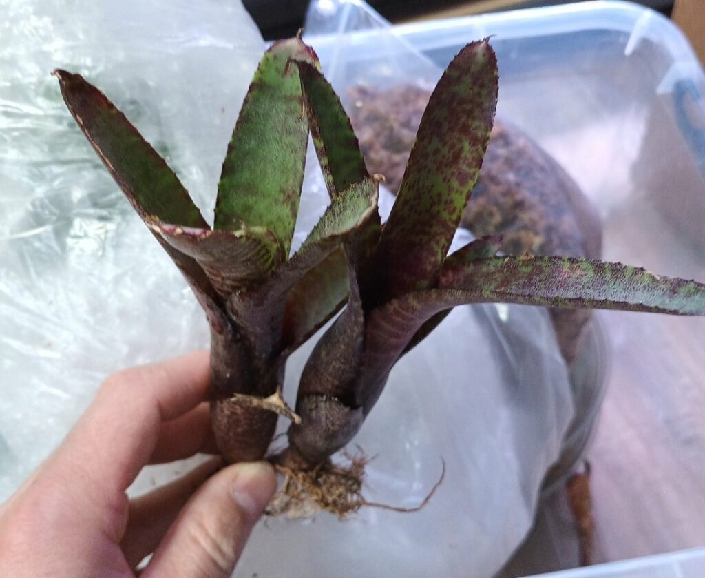 Neoregelia Black Beauty
