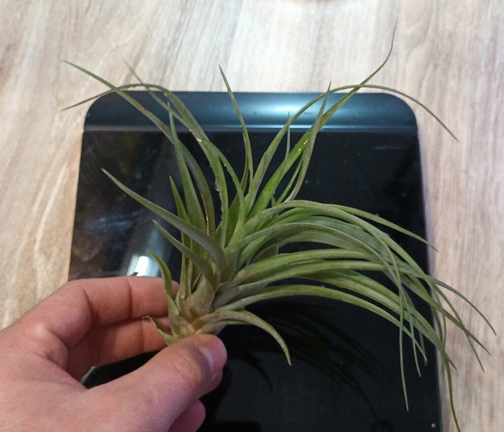 Tillandsia sp.