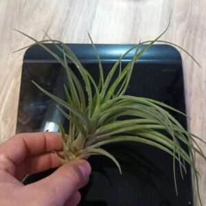 Tillandsia sp.