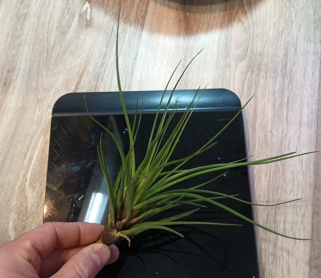 Tillandsia sp