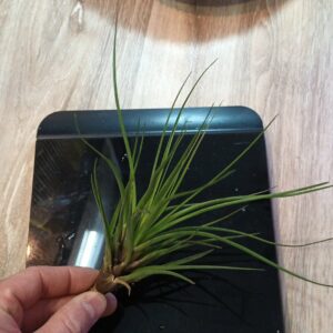 Tillandsia sp