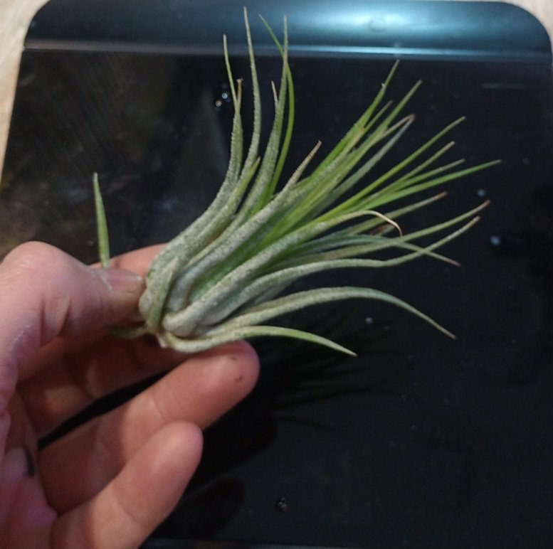 Tillandsia sp.
