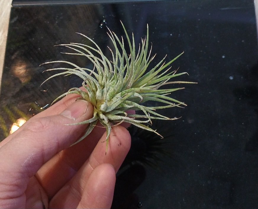 Tillandsia sp.