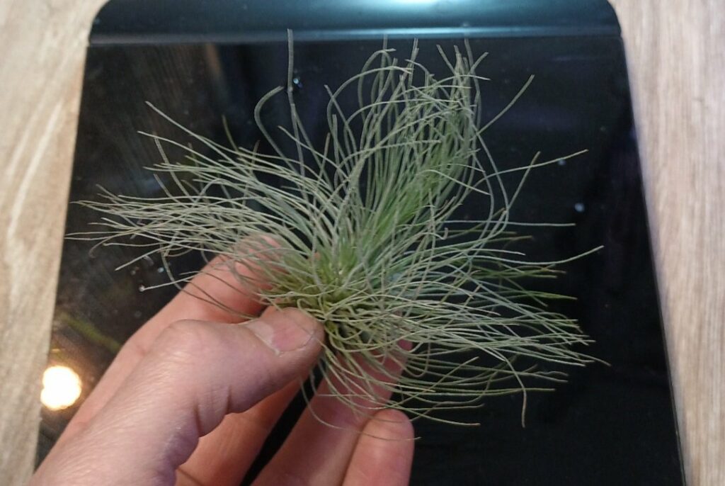 Tillandsia sp.