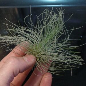 Tillandsia sp.