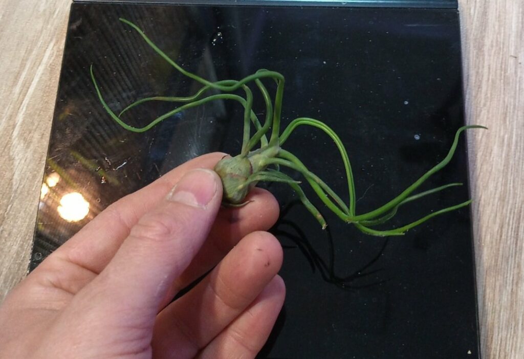 Tillandsia sp.