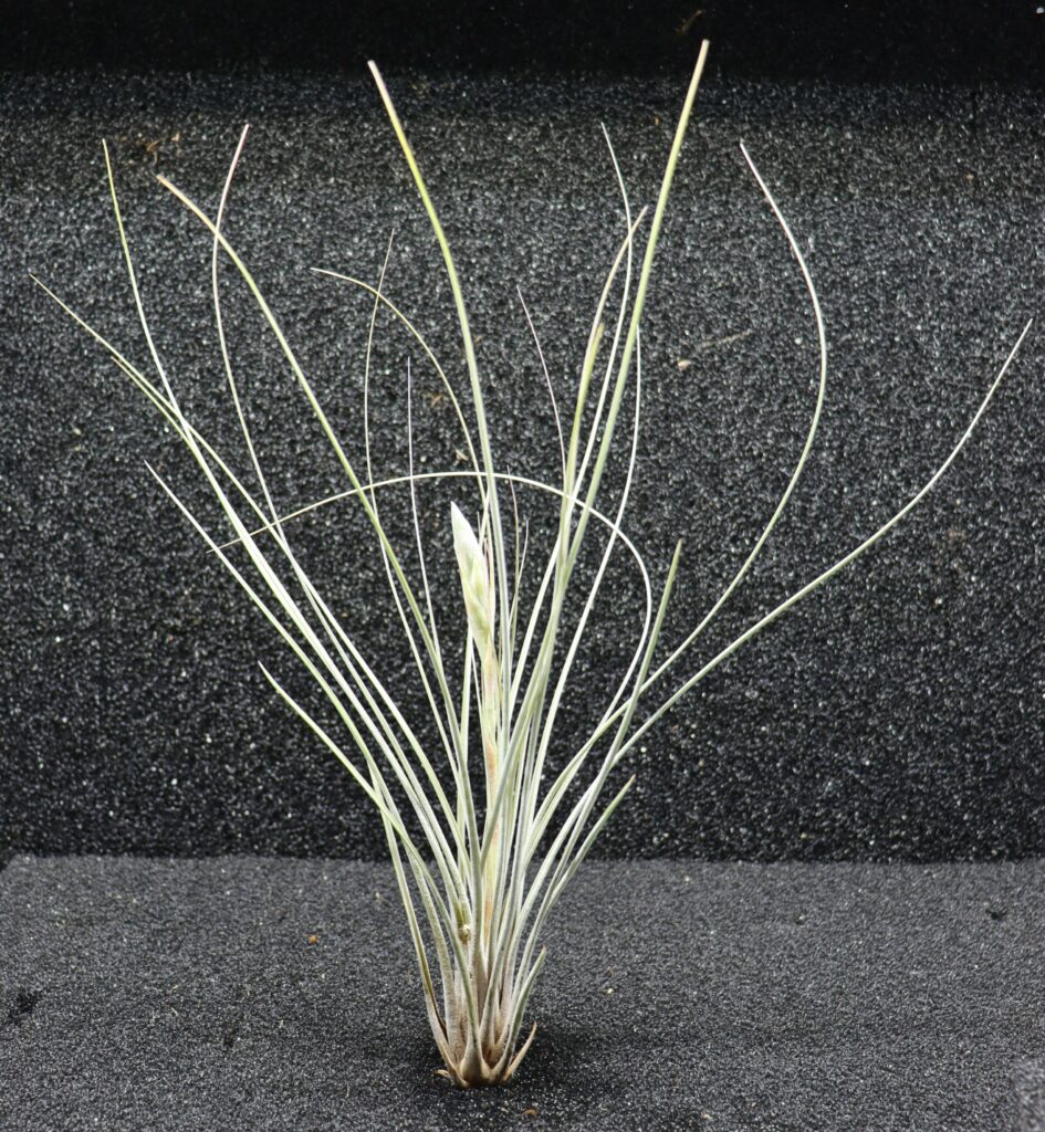 Tillandsia sp.