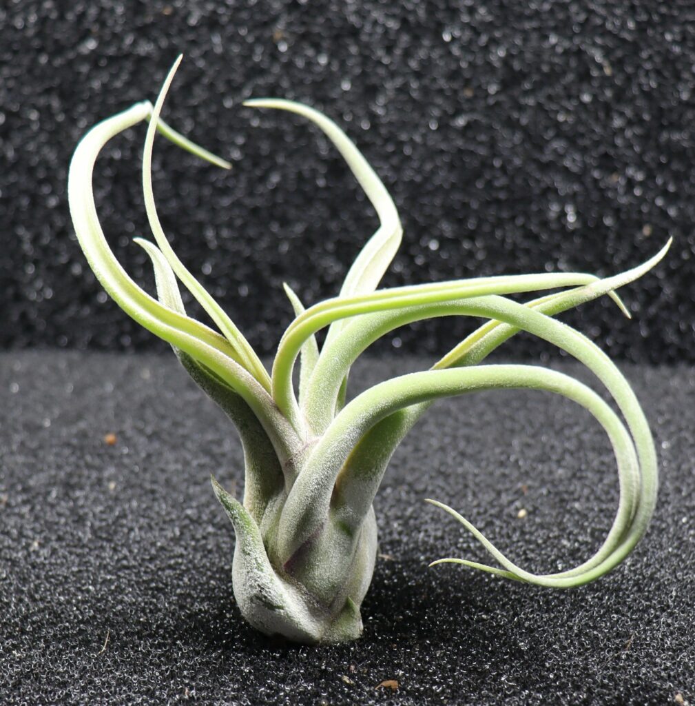 Tillandsia sp.