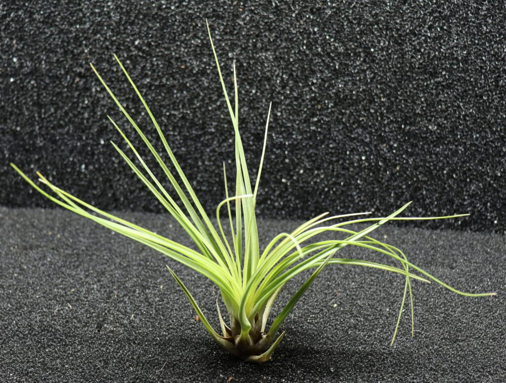 Tillandsia sp