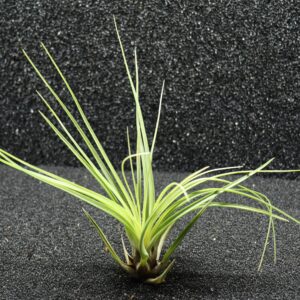 Tillandsia sp