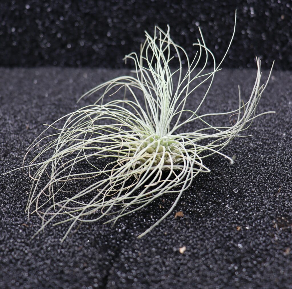 Tillandsia sp.