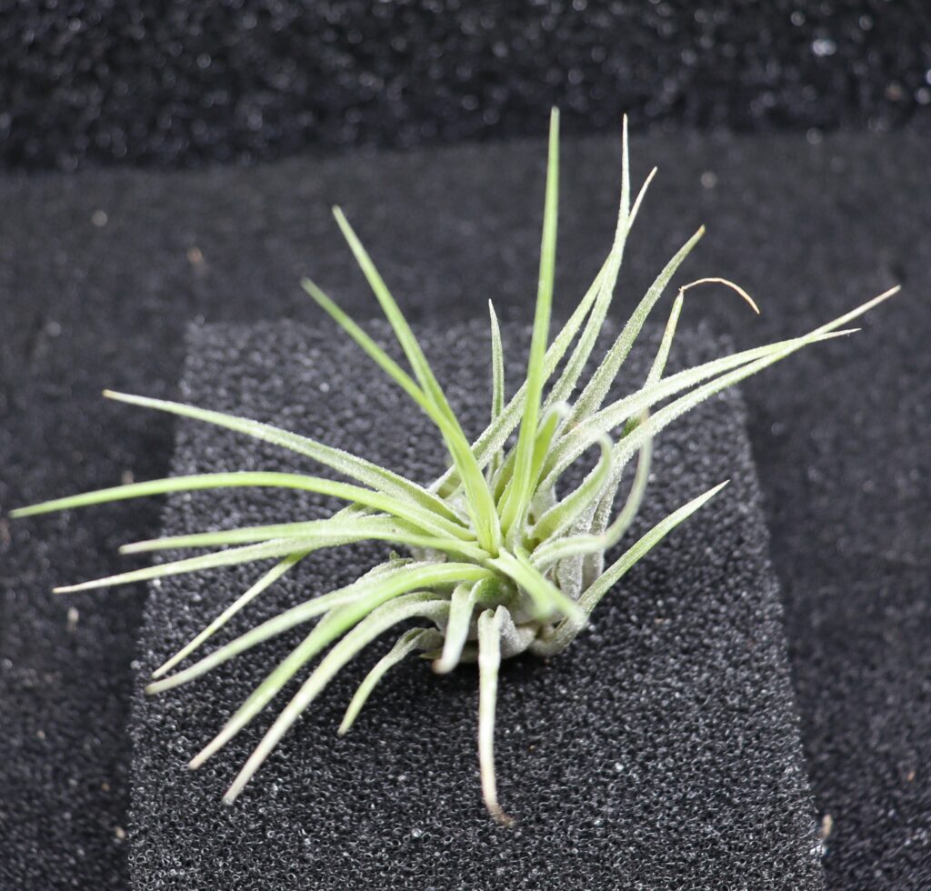 Tillandsia sp.