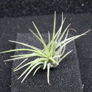 Tillandsia sp.