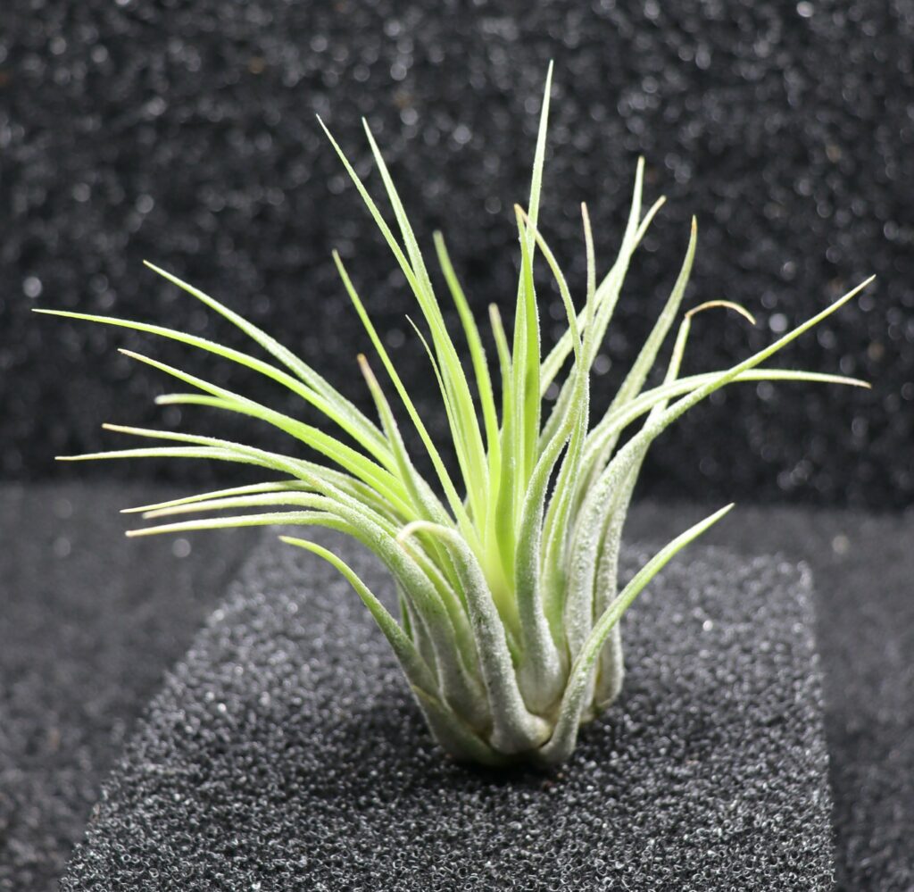 Tillandsia sp.