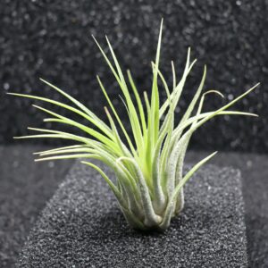 Tillandsia sp.