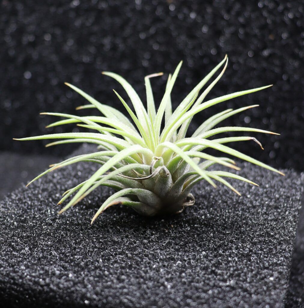 Tillandsia sp.