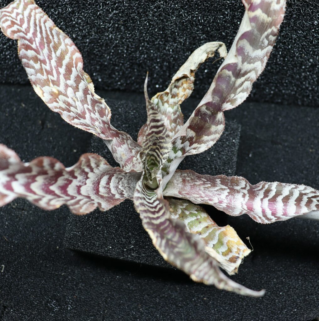 Cryptanthus Zonata
