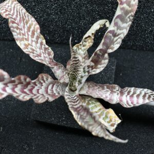 Cryptanthus Zonata