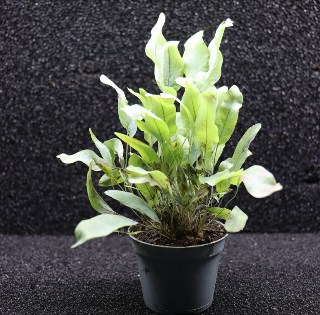 Phlebodium aureum "blue star"