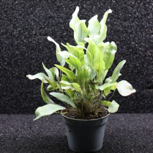 Phlebodium aureum "blue star"