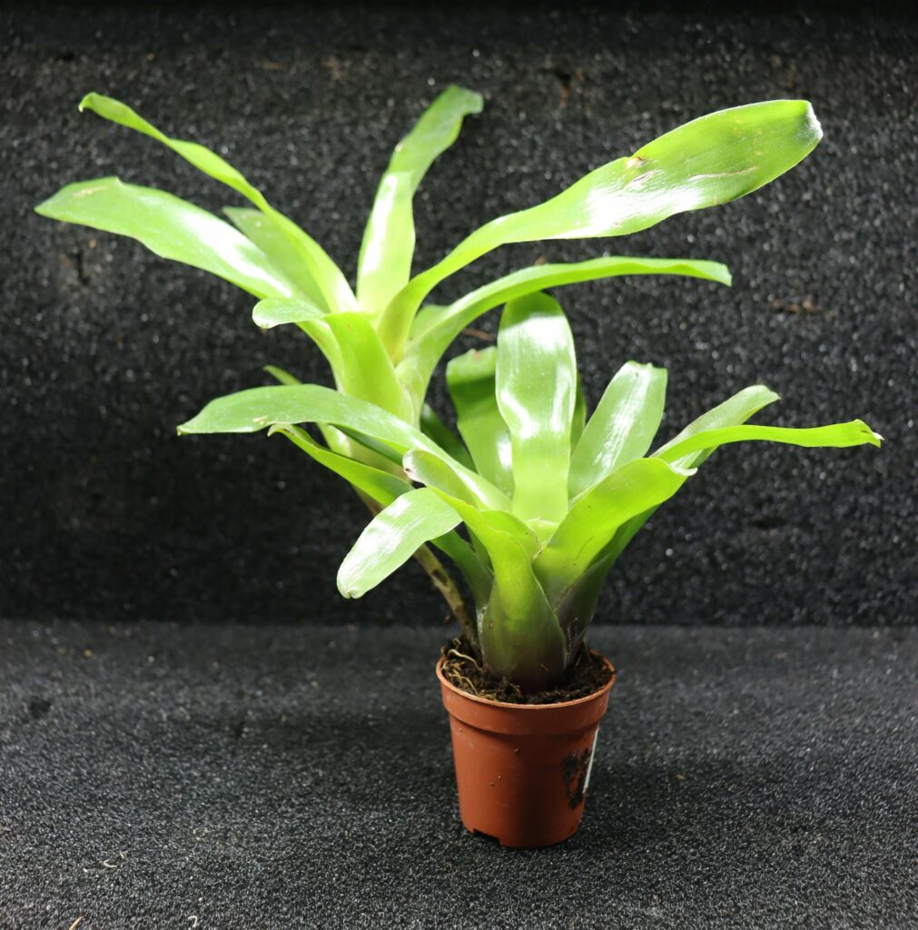 Neoregelia Fireball