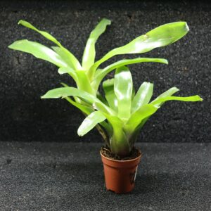 Neoregelia Fireball