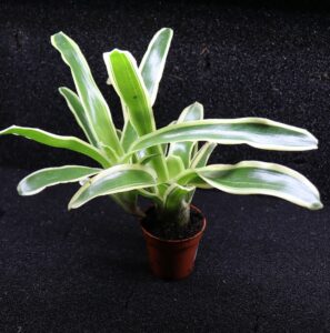 Neoregelia Fireball variegata