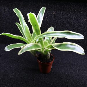 Neoregelia Fireball variegata