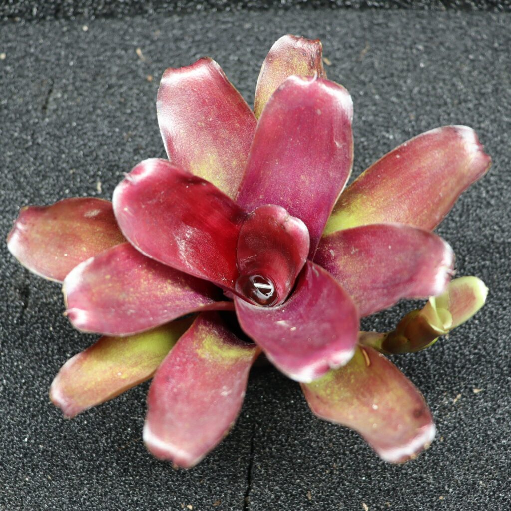 Neoregelia Zoe Novar