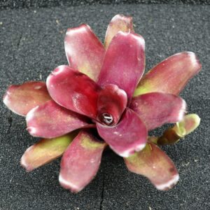 Neoregelia Zoe Novar