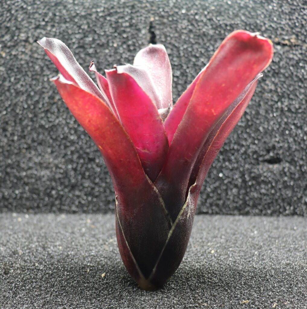 Neoregelia Fireball F4