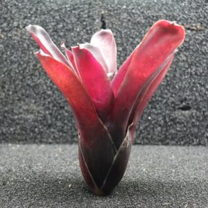 Neoregelia Fireball F4