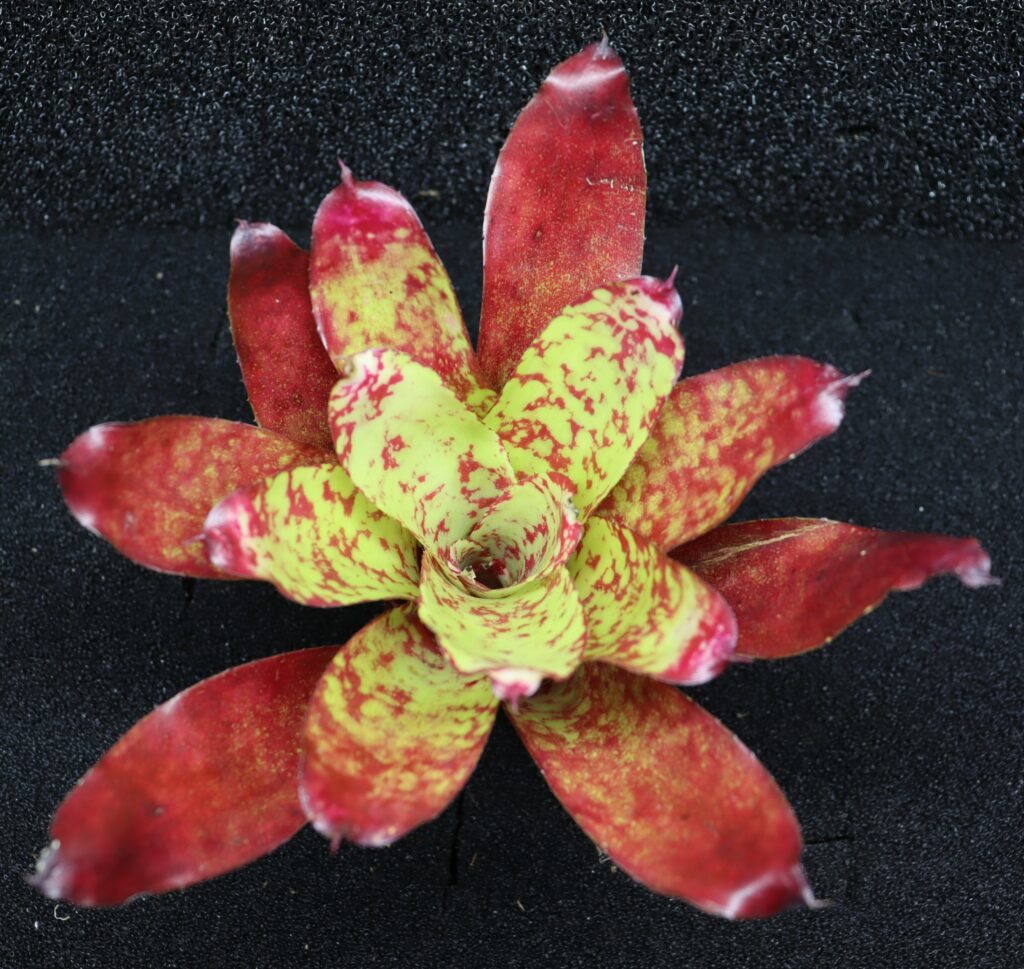 Neoregelia Winnie the Pooh