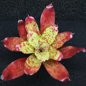 Neoregelia Winnie the Pooh