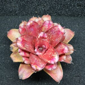 Neoregelia Orange Star