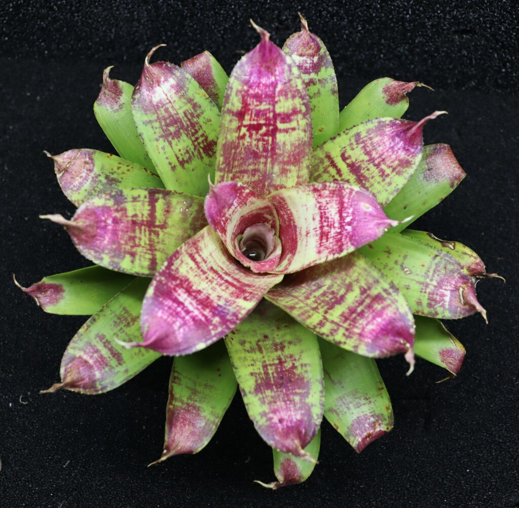 Neoregelia Best of show