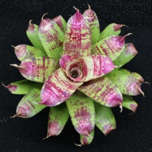 Neoregelia Best of show