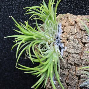 Tillandsia ionantha var.fuego bola XL