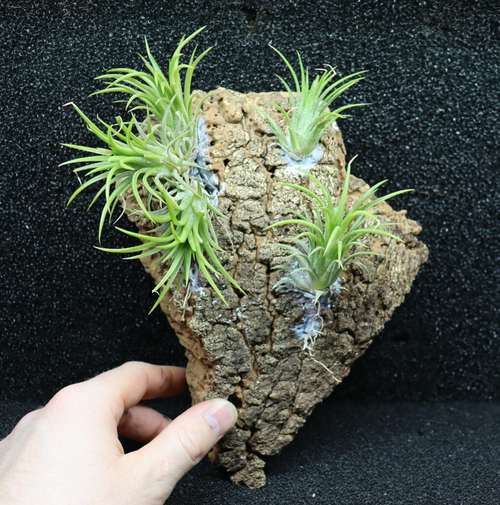 Tillandsia ionantha var.fuego bola XL