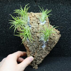 Tillandsia ionantha var.fuego bola XL