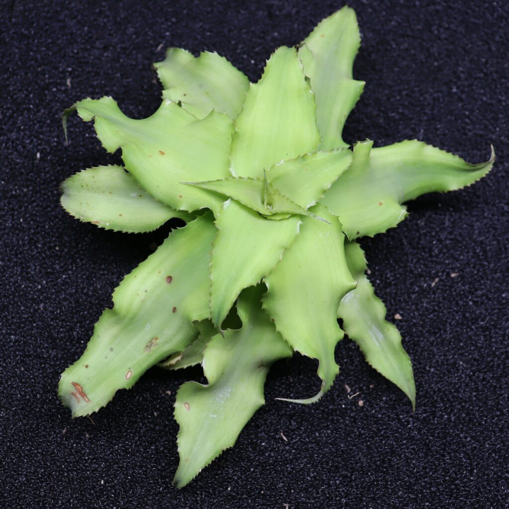 Cryptanthus acaulis