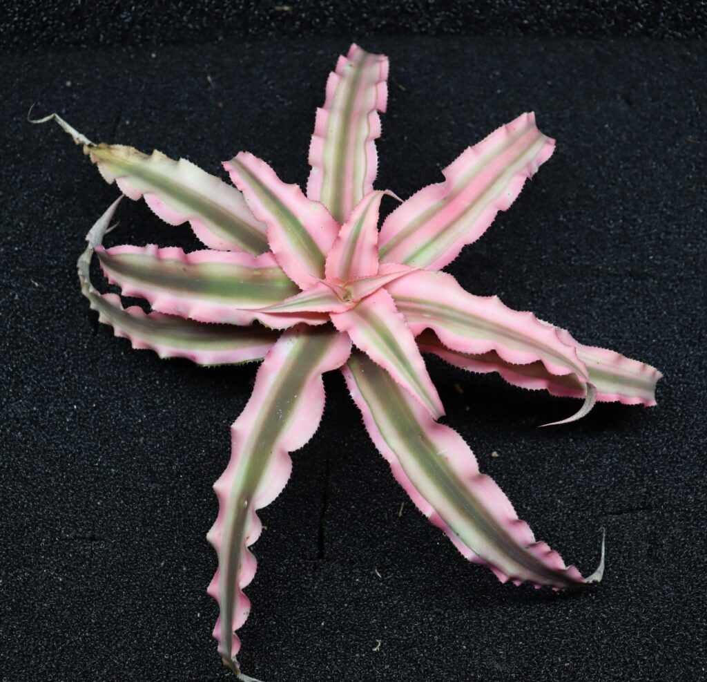 Cryptanthus Pink Star