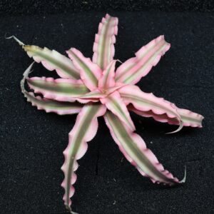Cryptanthus Pink Star