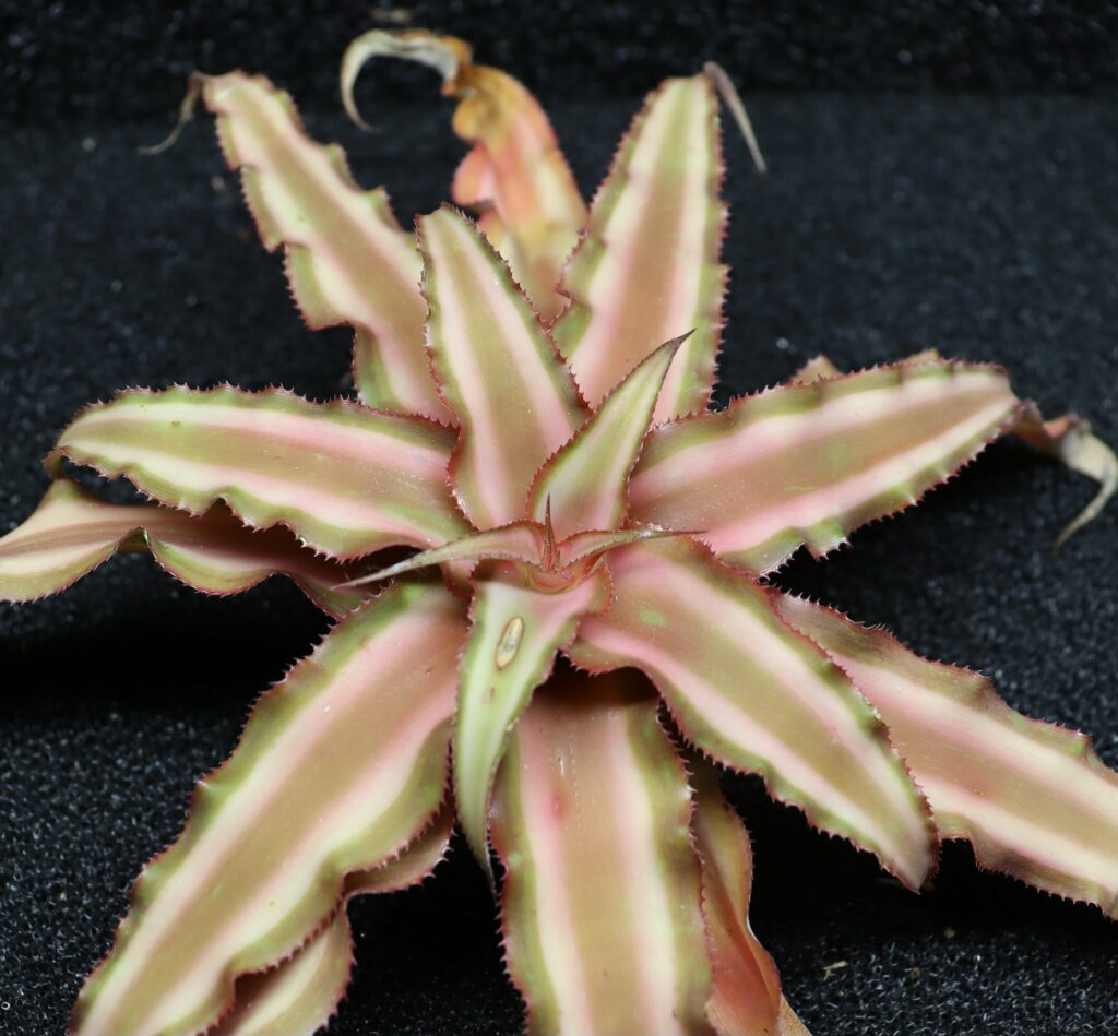 Cryptanthus bivittatus