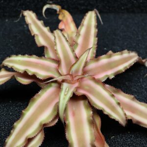Cryptanthus bivittatus